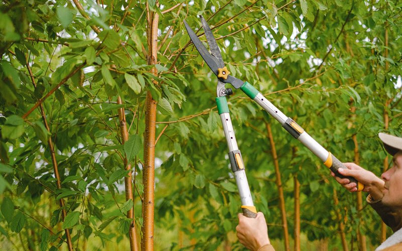 Tree trimming in Durango, IA